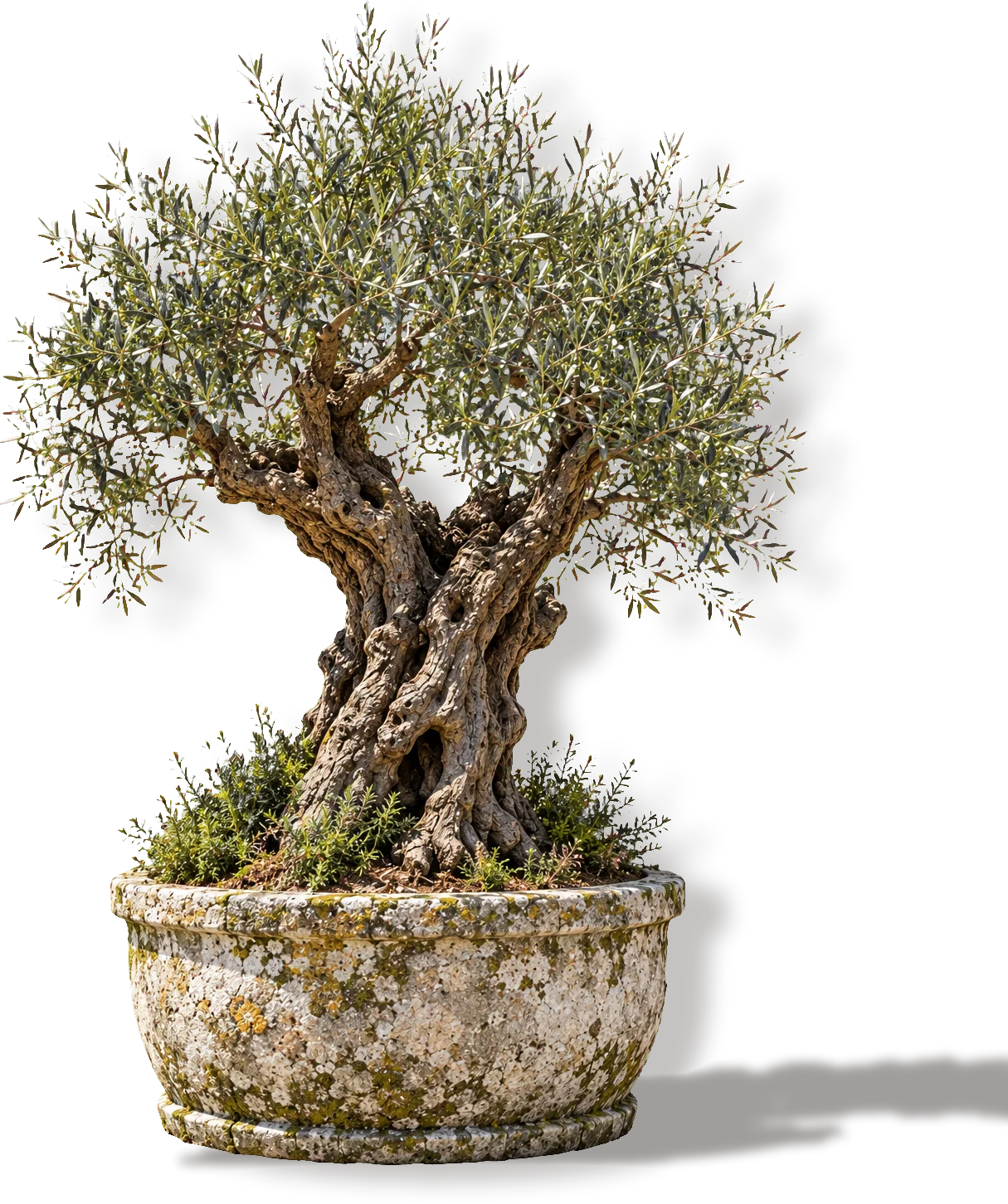 An ancient olive tree in an old stone planter